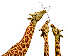 Depósito Millennium 3 anos